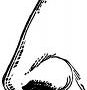 nose