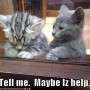 funny-pictures-kitten-offers-to-help-sad-friend